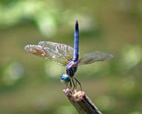 Green Darner Dragonfly